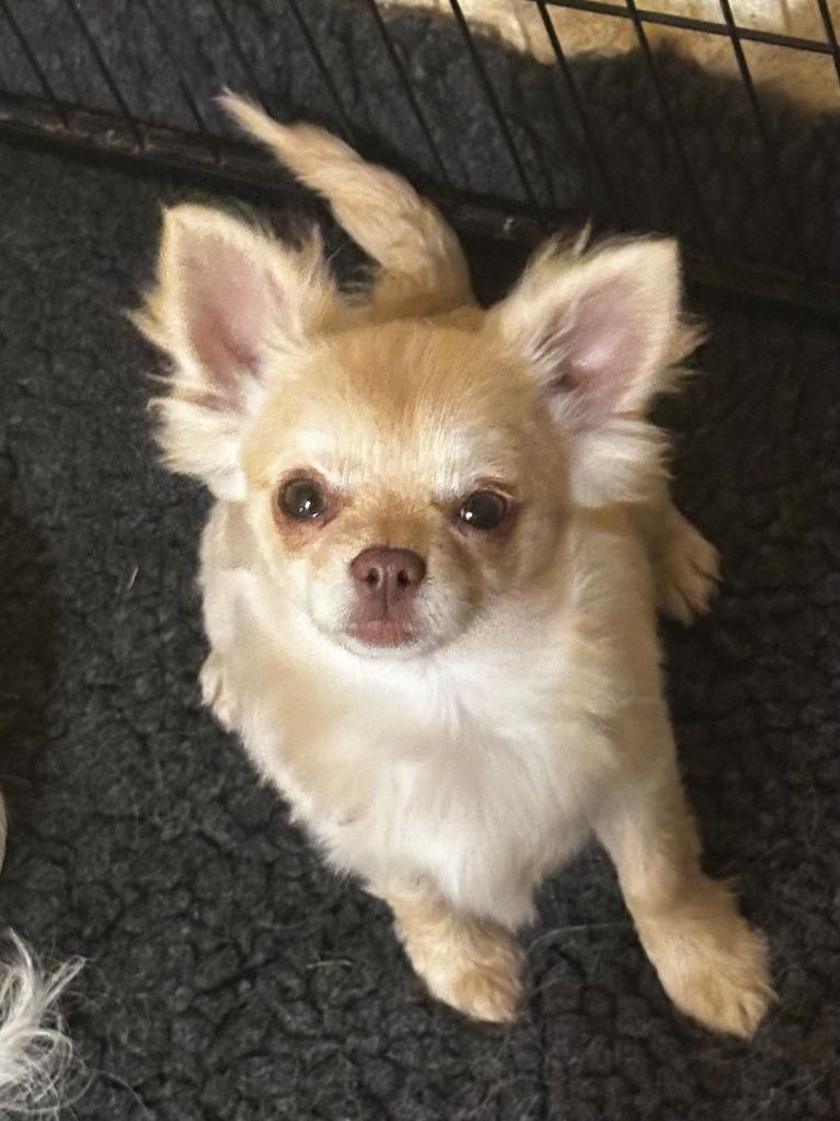 Des Anges d'Agapi - Chiot disponible  - Chihuahua