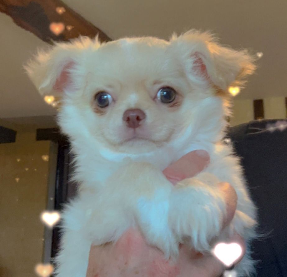 Des Anges d'Agapi - Chiot disponible  - Chihuahua