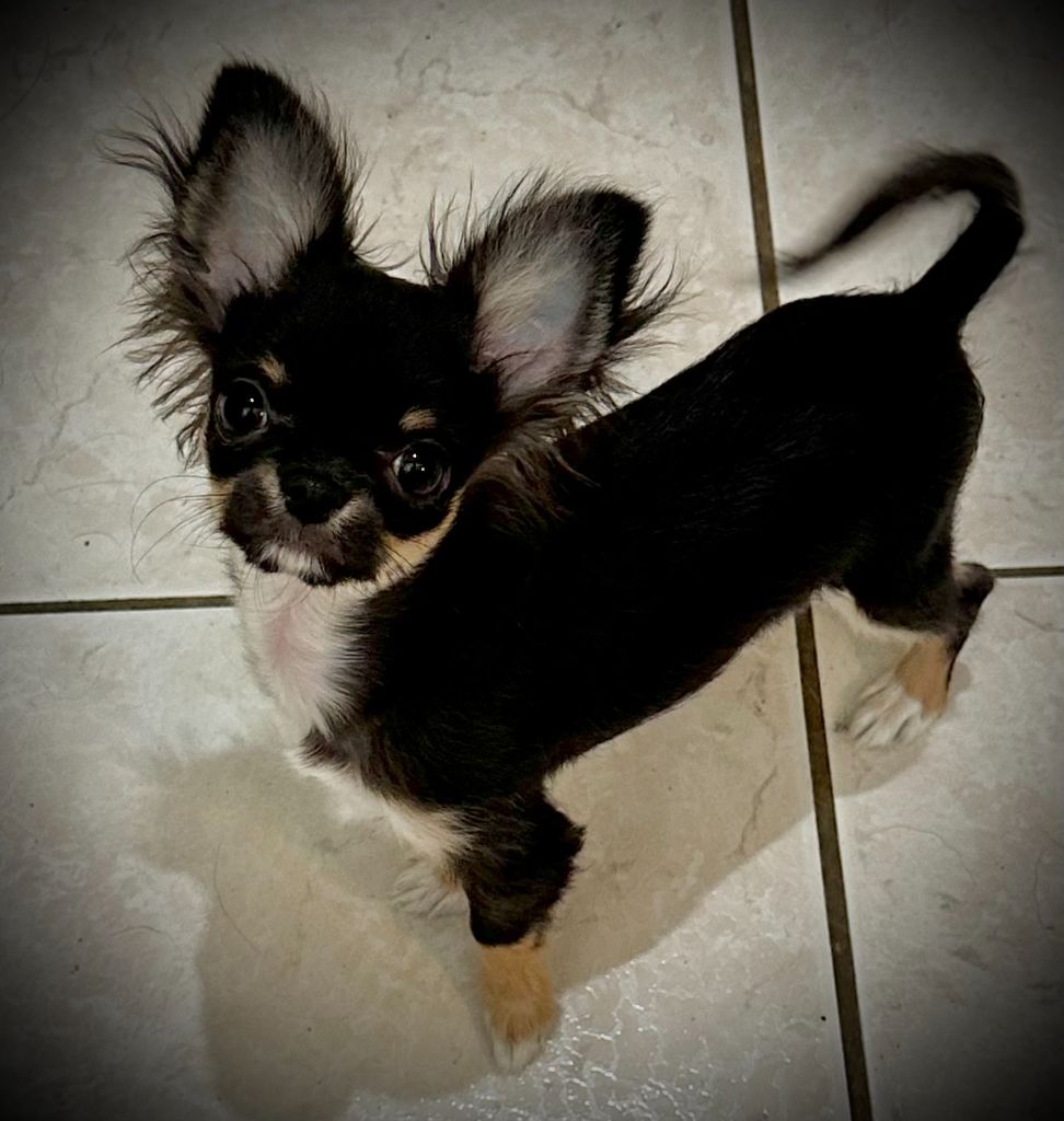 Des Anges d'Agapi - Chiot disponible  - Chihuahua