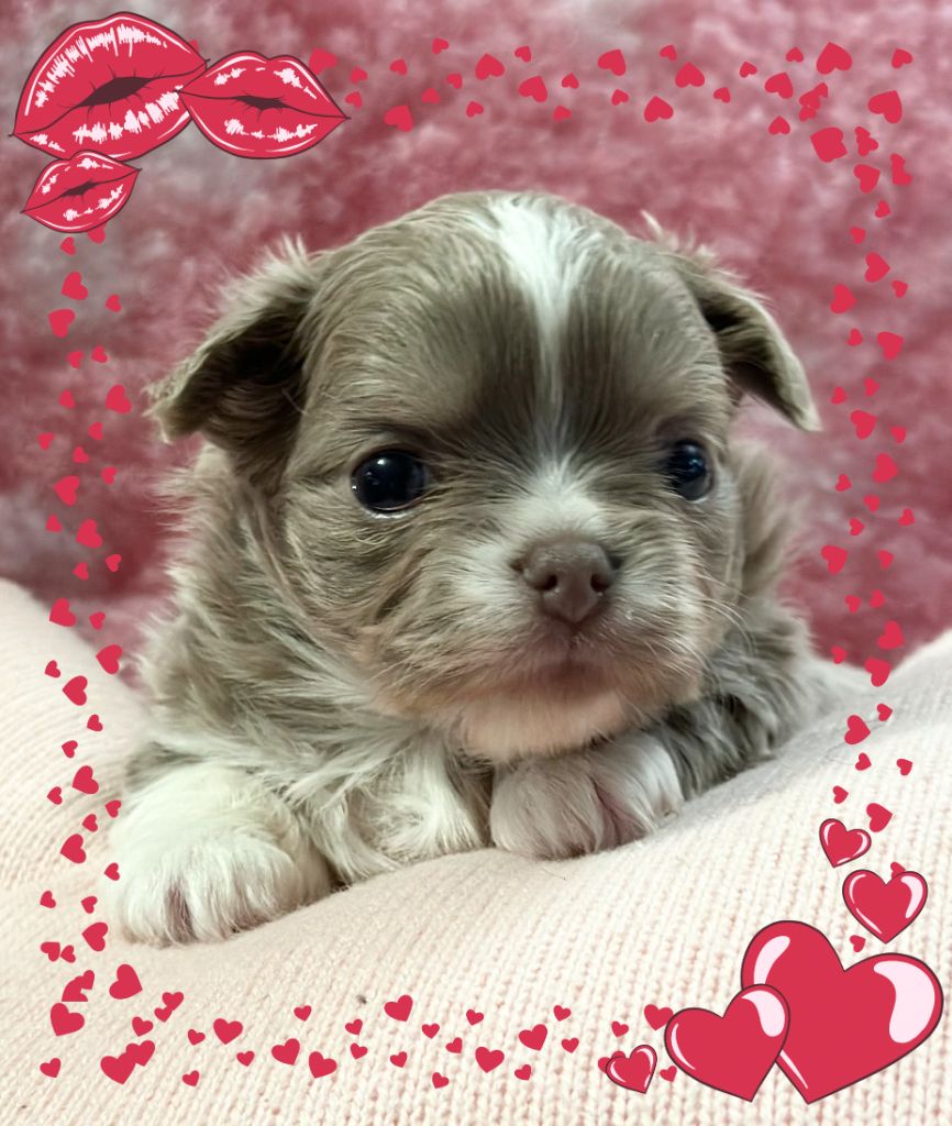 Des Anges d'Agapi - Chiot disponible  - Chihuahua