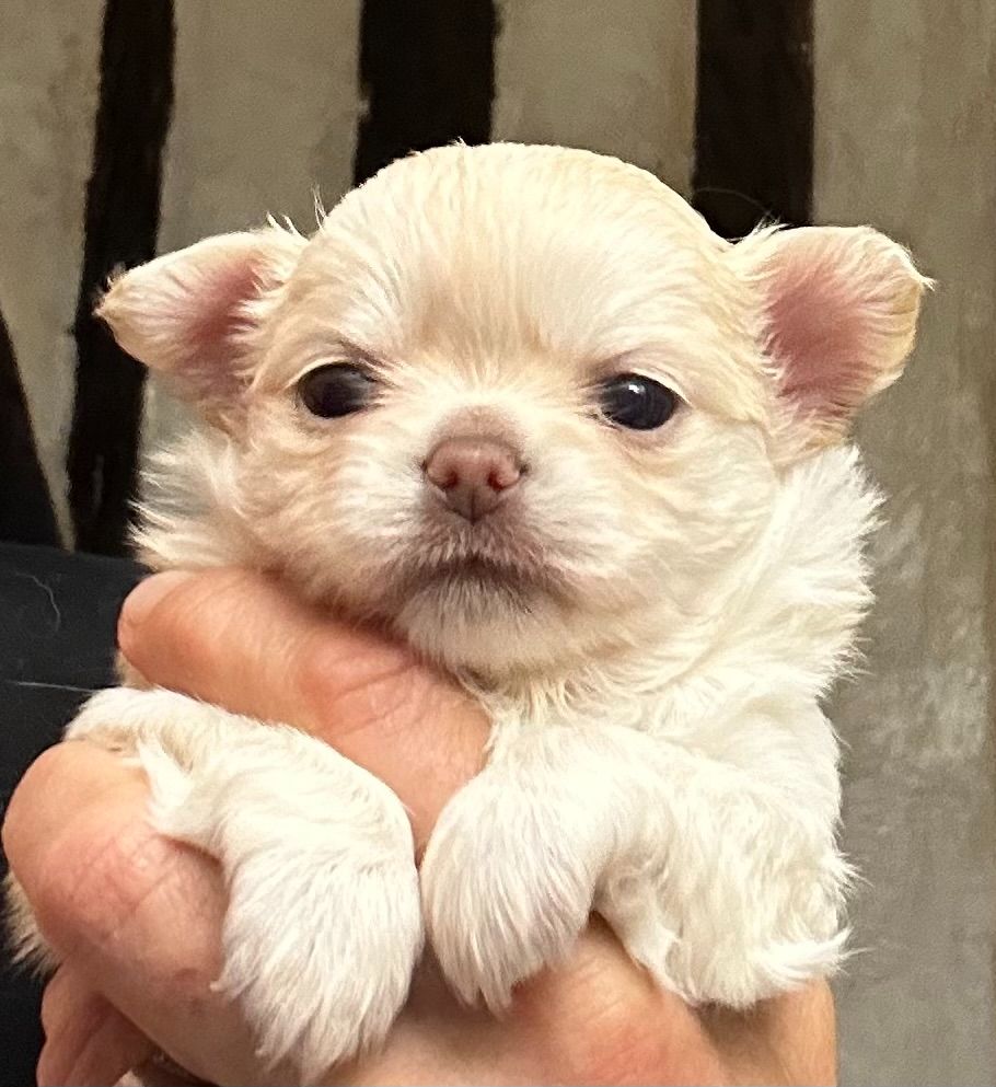 Des Anges d'Agapi - Chiot disponible  - Chihuahua