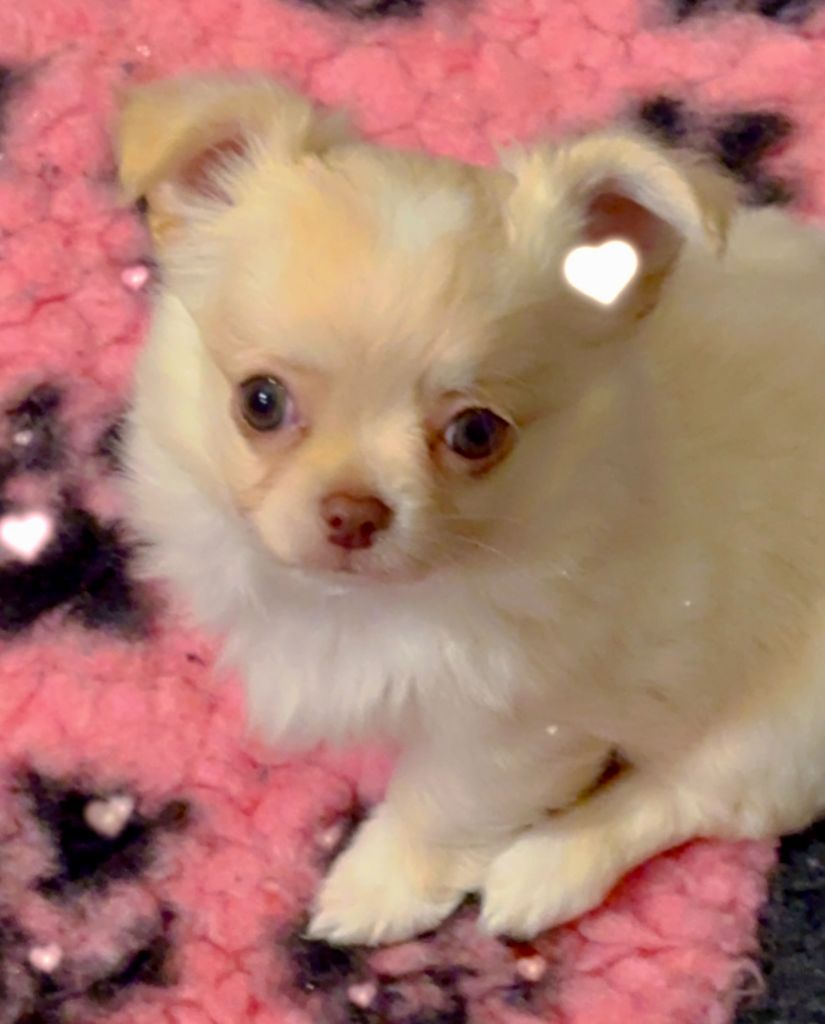 Des Anges d'Agapi - Chiot disponible  - Chihuahua