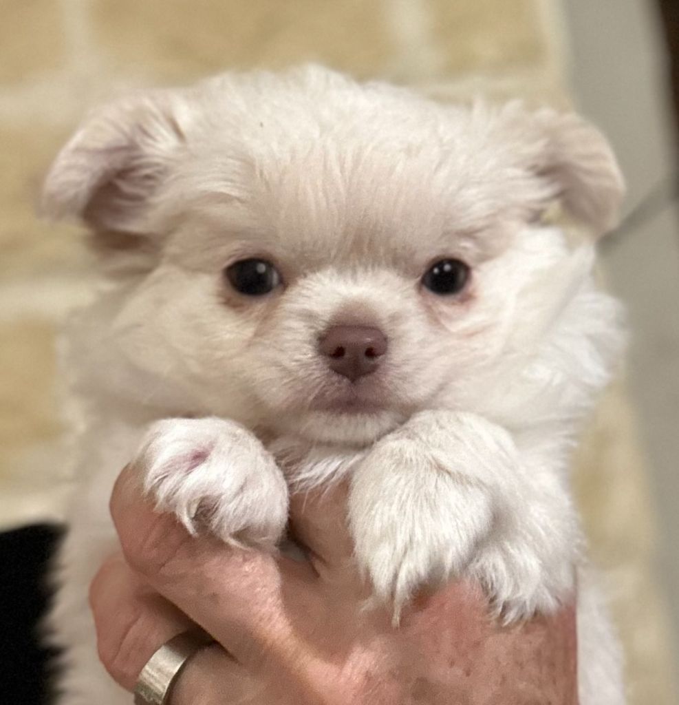 Des Anges d'Agapi - Chiot disponible  - Chihuahua