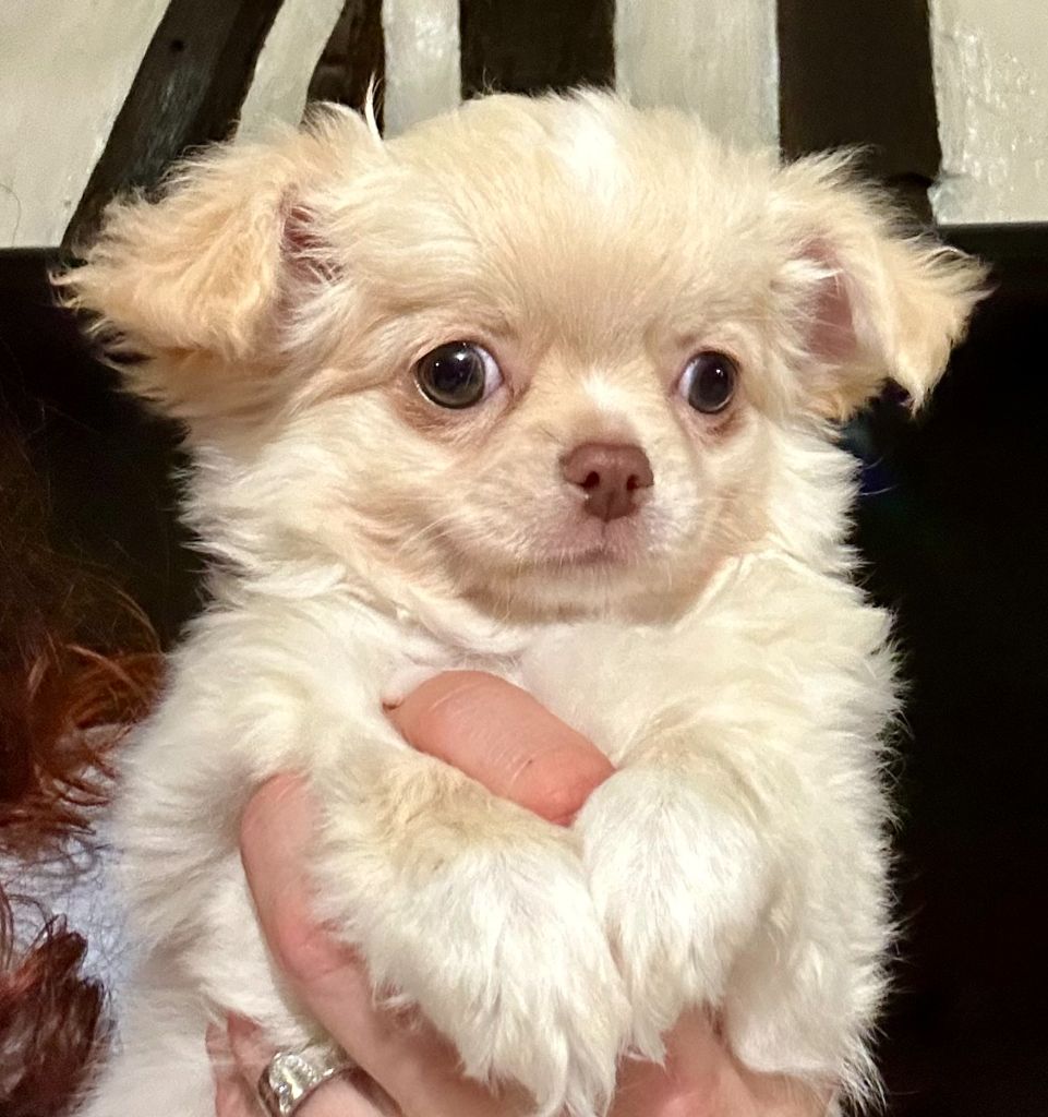 Des Anges d'Agapi - Chiot disponible  - Chihuahua