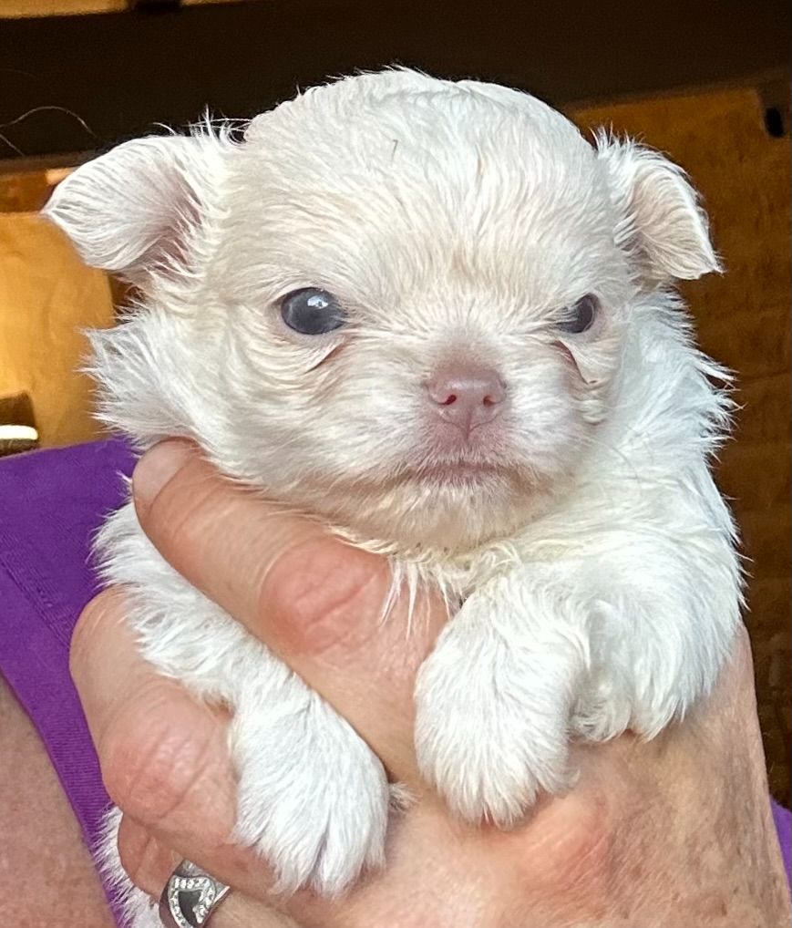 Des Anges d'Agapi - Chiot disponible  - Chihuahua