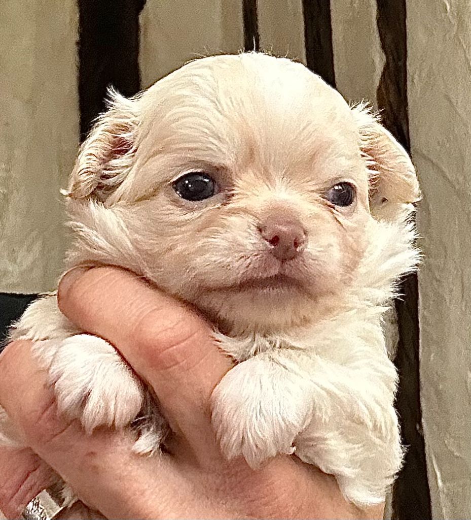 Des Anges d'Agapi - Chiot disponible  - Chihuahua