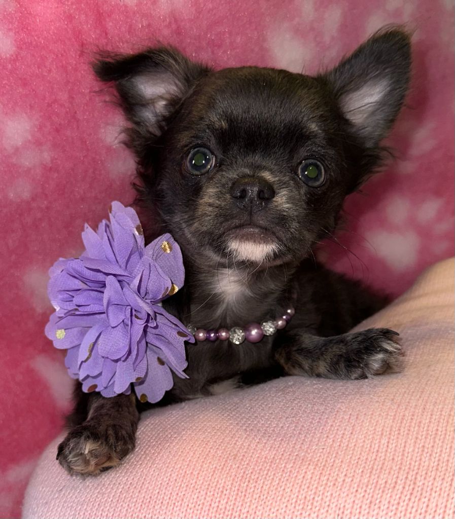 Des Anges d'Agapi - Chiot disponible  - Chihuahua