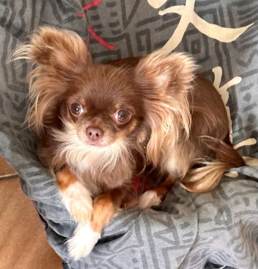 Vixen heppy star world