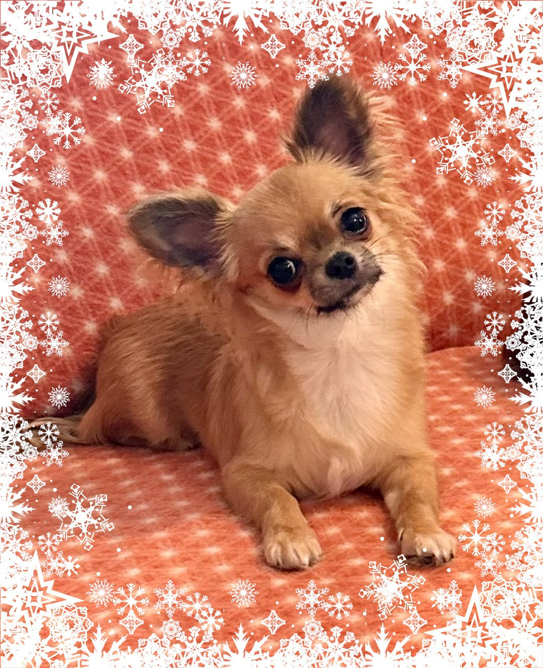 CHI GALAXY SPACE MOLLY