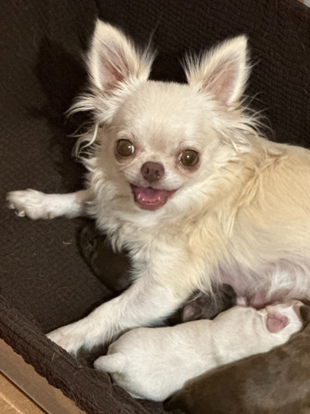 VAROUKA Des Anges d'Agapi