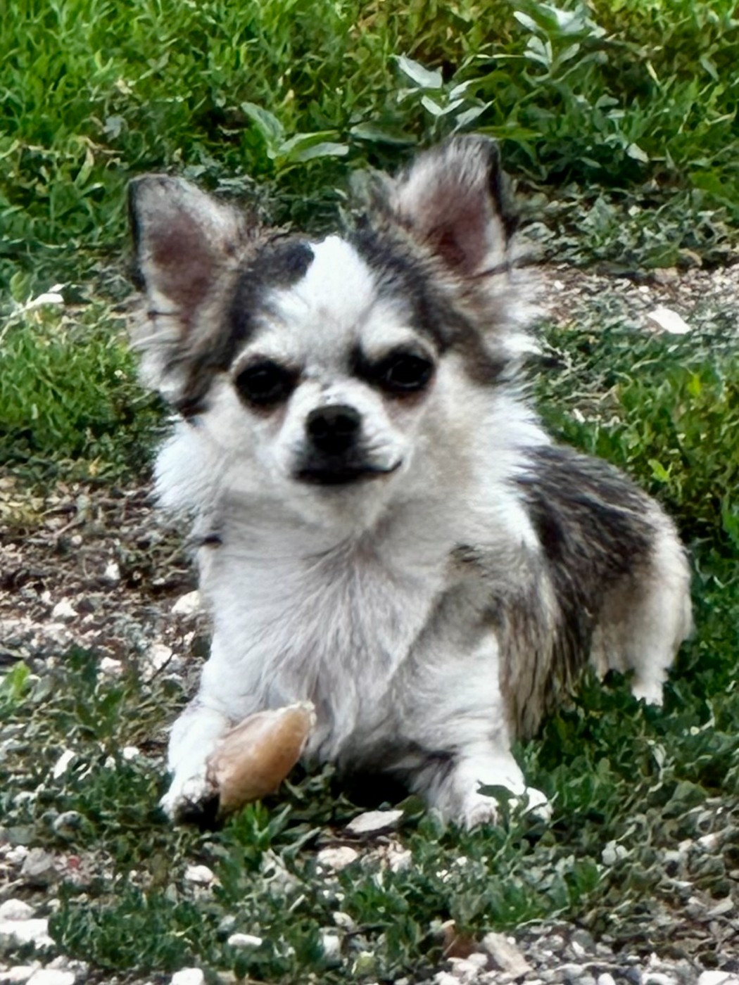 VEGAS du Vallon de Beaumont