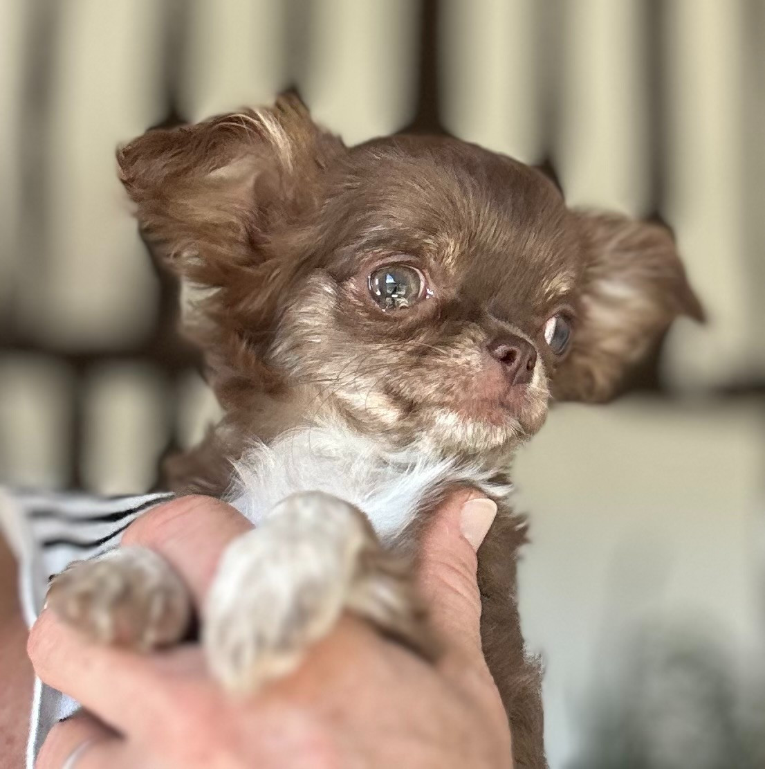 Des Anges d'Agapi - Chiots disponibles - Chihuahua