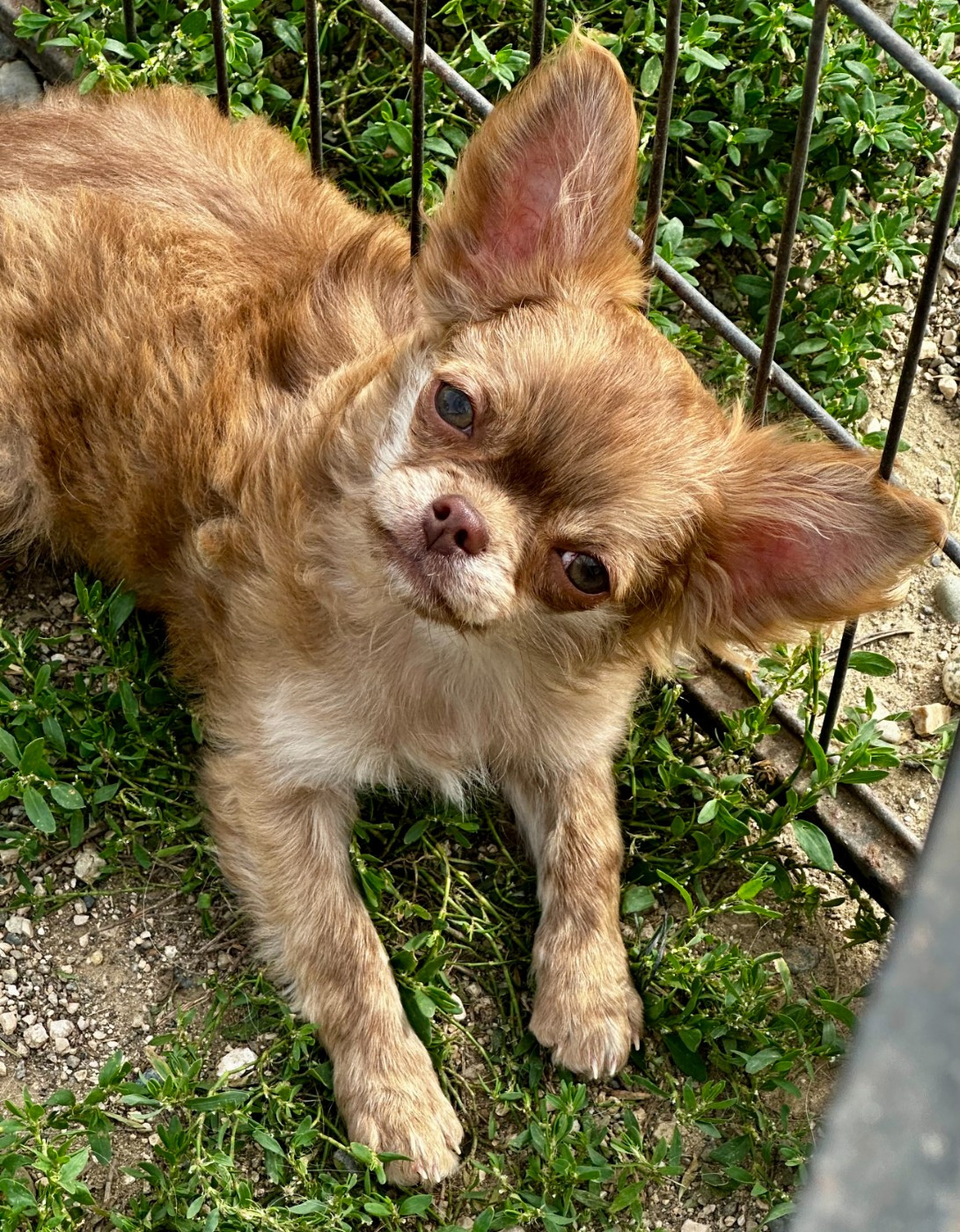 Des Anges d'Agapi - Chiots disponibles - Chihuahua