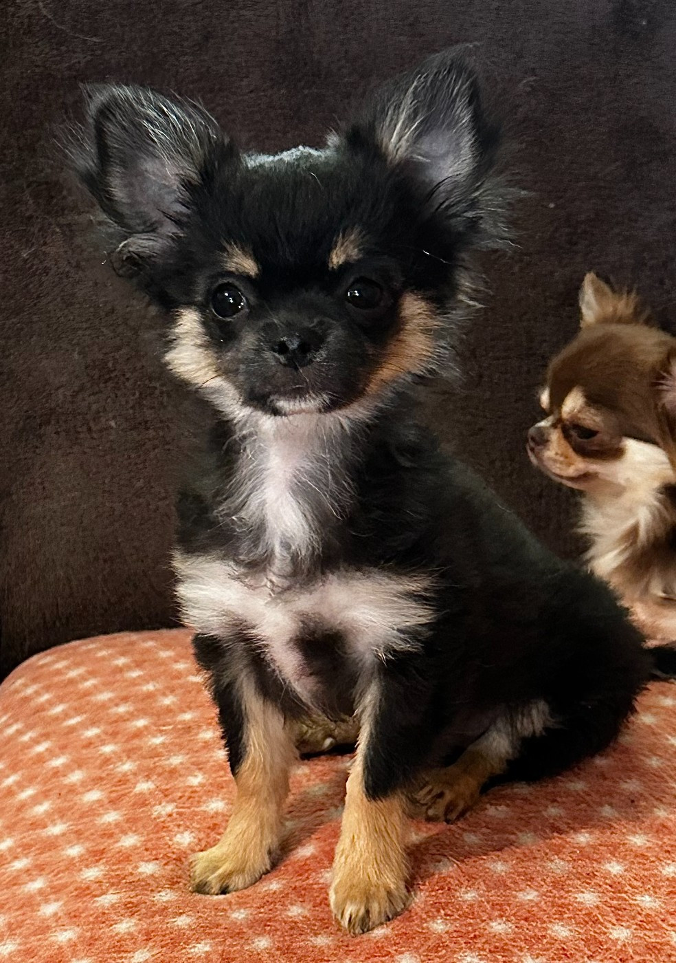 Des Anges d'Agapi - Chiots disponibles - Chihuahua