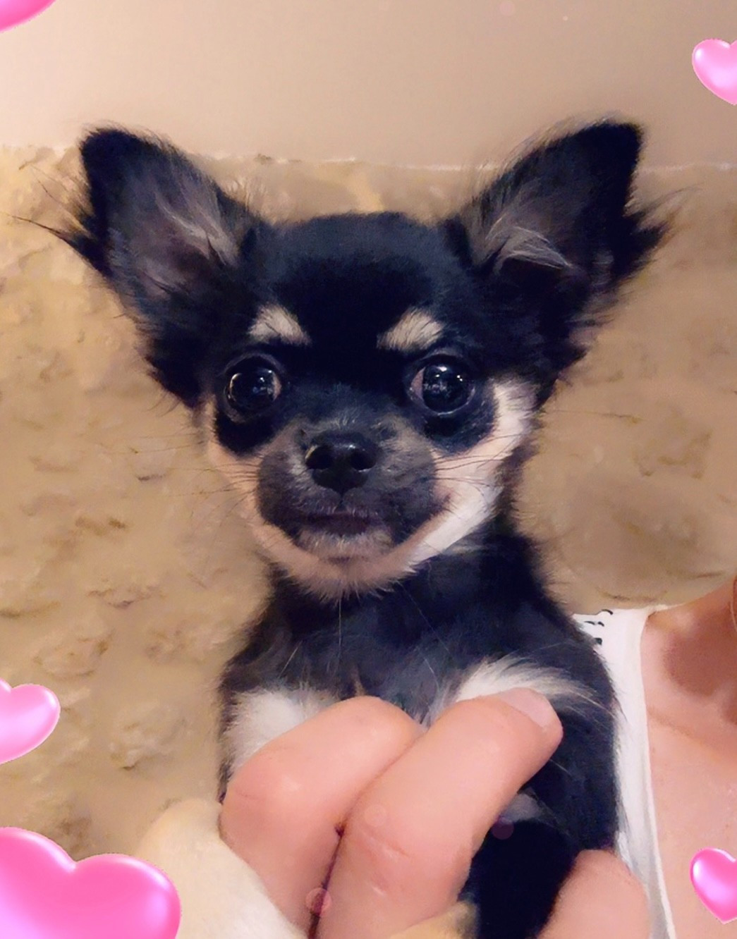 Des Anges d'Agapi - Chiots disponibles - Chihuahua