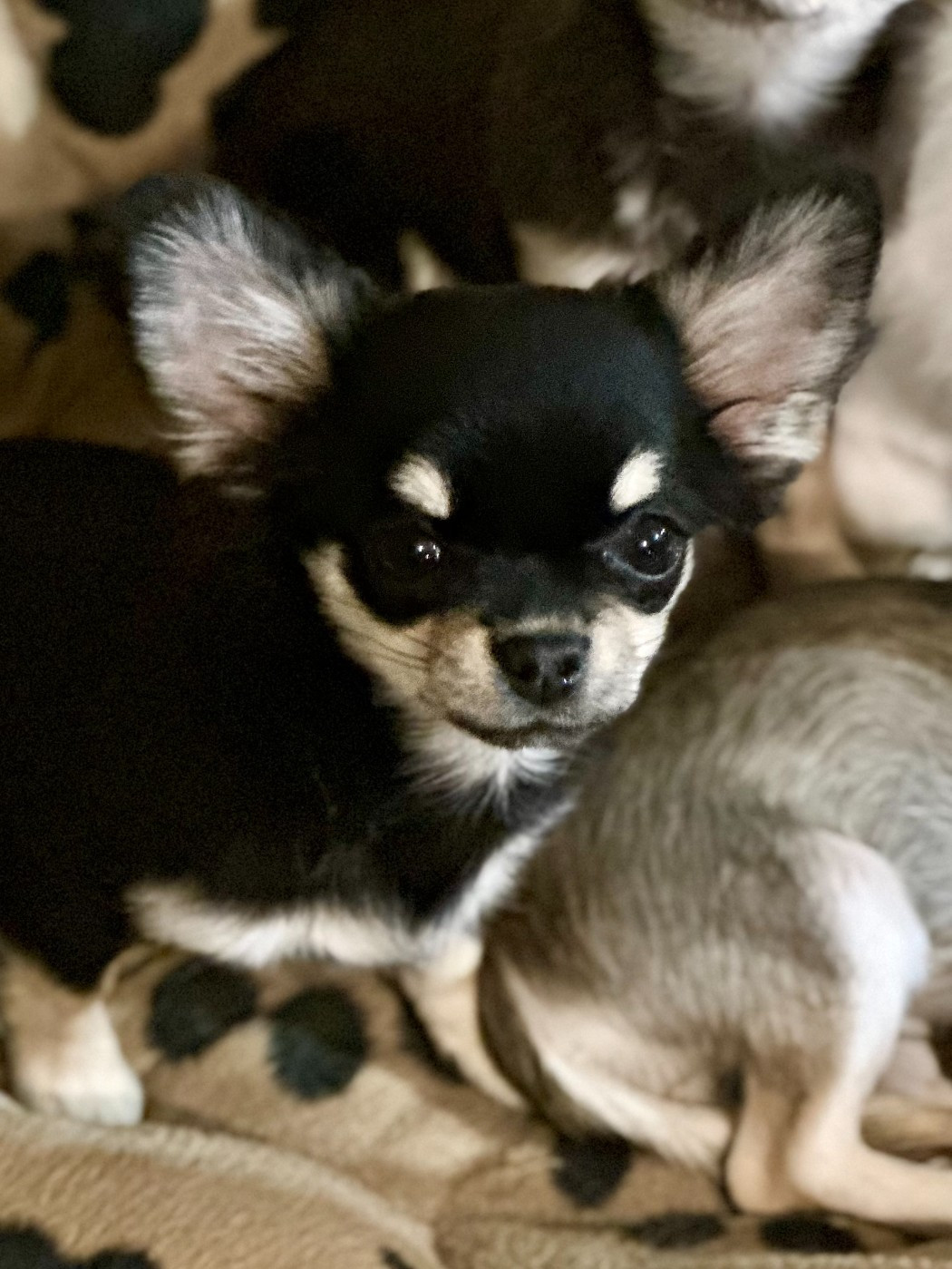 Des Anges d'Agapi - Chiots disponibles - Chihuahua