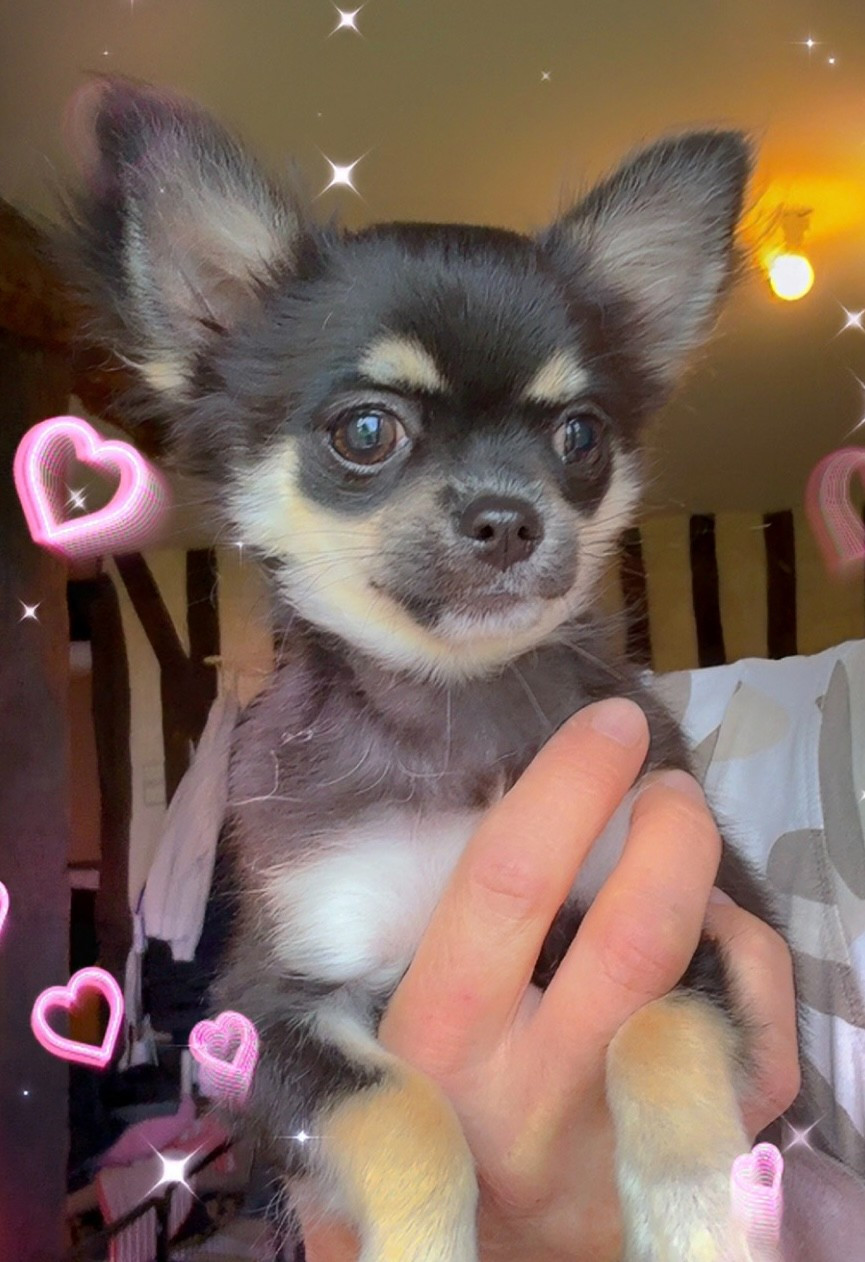 Des Anges d'Agapi - Chiots disponibles - Chihuahua