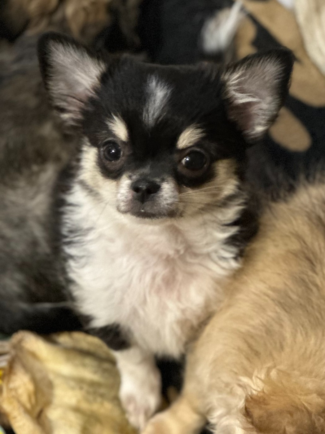 Des Anges d'Agapi - Chiots disponibles - Chihuahua