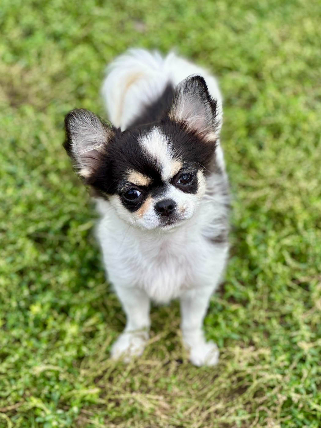 Des Anges d'Agapi - Chiots disponibles - Chihuahua