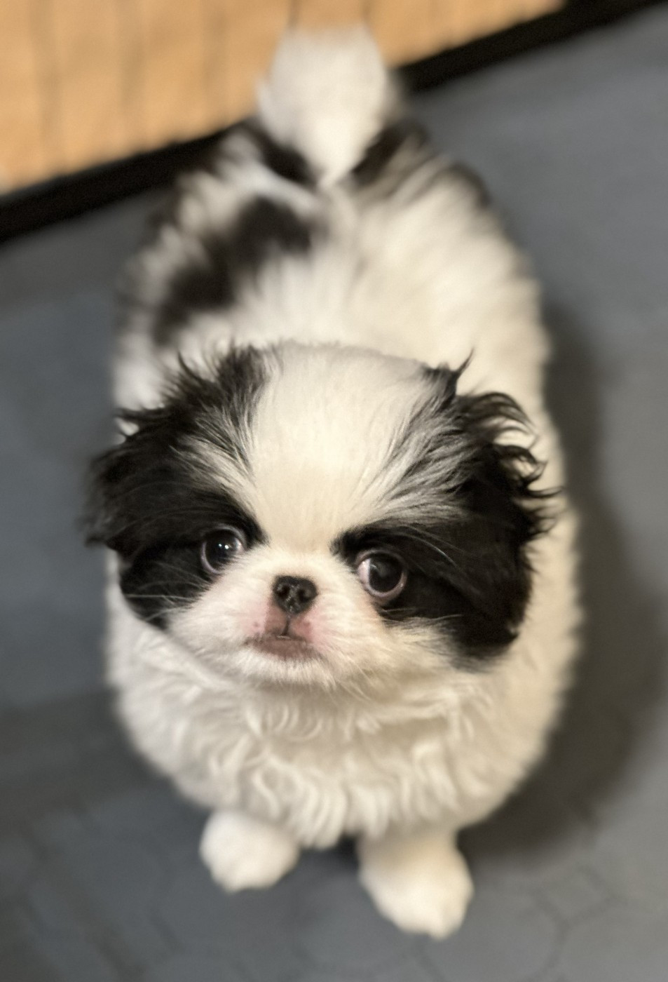 Des Anges d'Agapi - Chiots disponibles - Epagneul Japonais