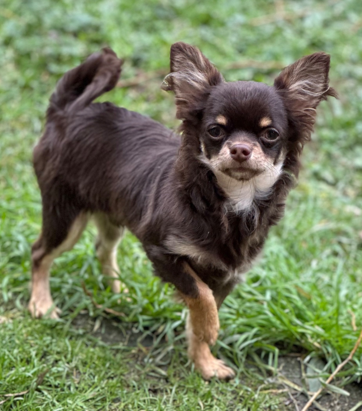 Des Anges d'Agapi - Chiots disponibles - Chihuahua