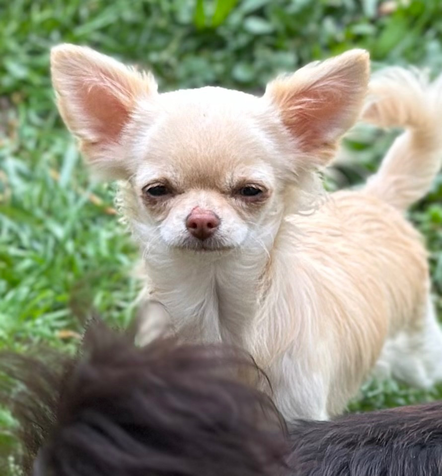 Des Anges d'Agapi - Chiots disponibles - Chihuahua