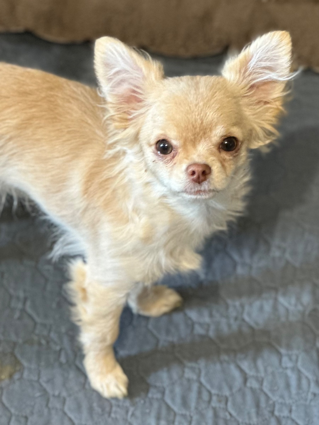 Des Anges d'Agapi - Chiots disponibles - Chihuahua