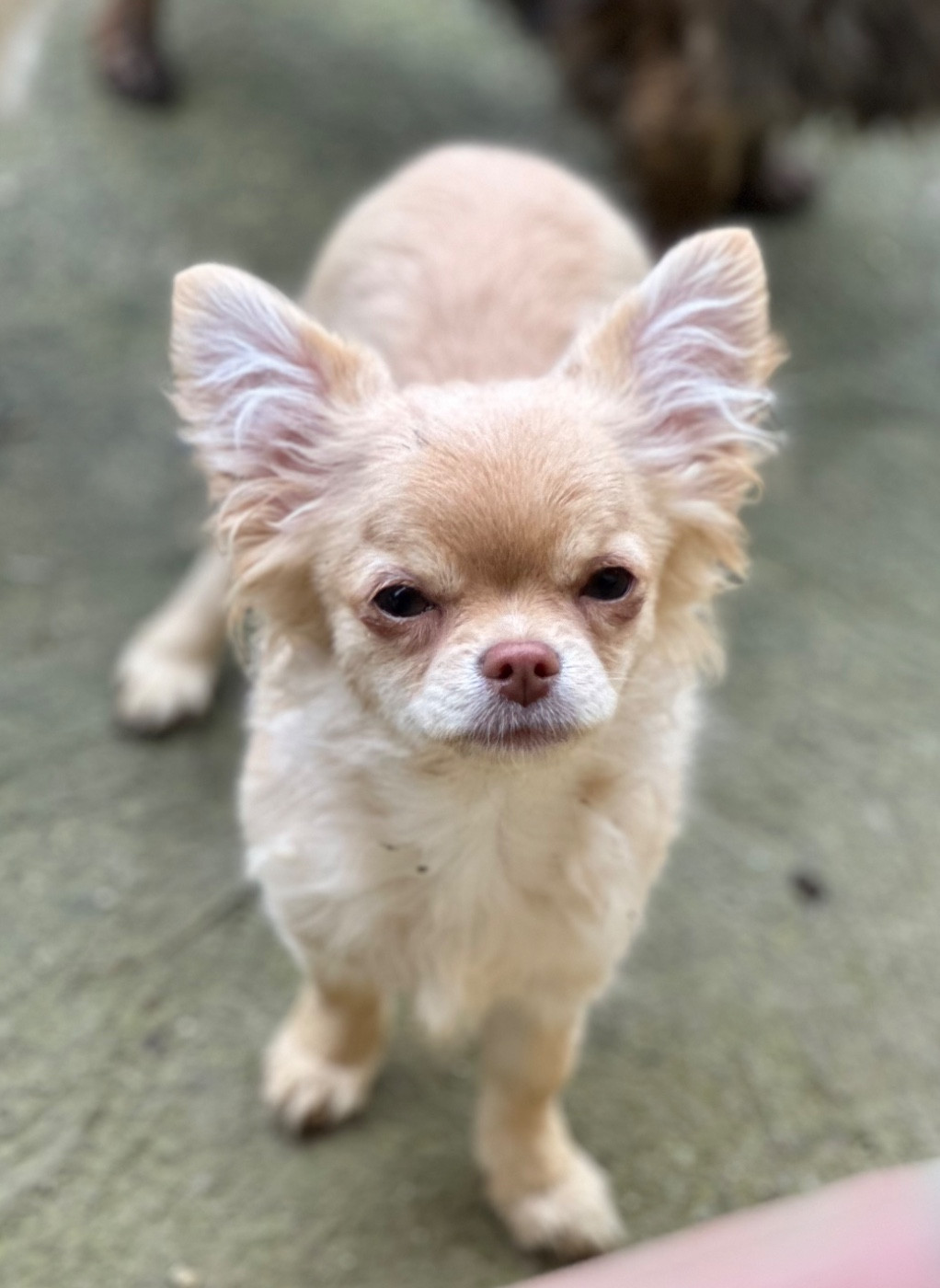 Des Anges d'Agapi - Chiots disponibles - Chihuahua