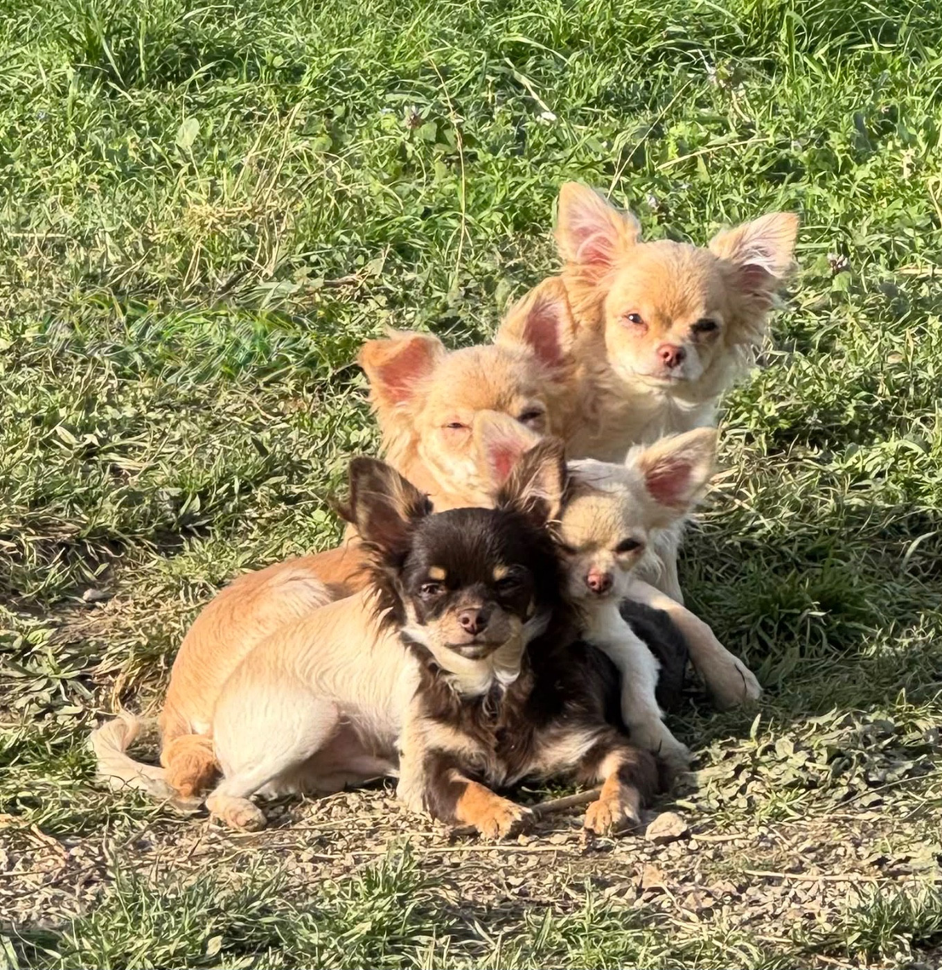 Chiot Chihuahua Des Anges d'Agapi