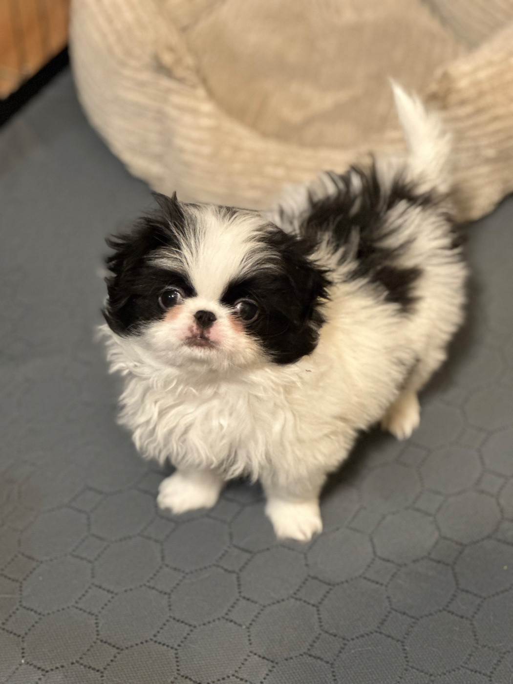 Des Anges d'Agapi - Chiots disponibles - Epagneul Japonais