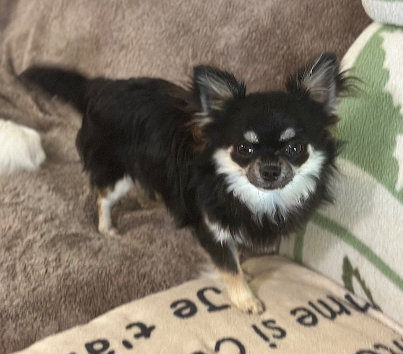 Des Anges d'Agapi - Chiots disponibles - Chihuahua