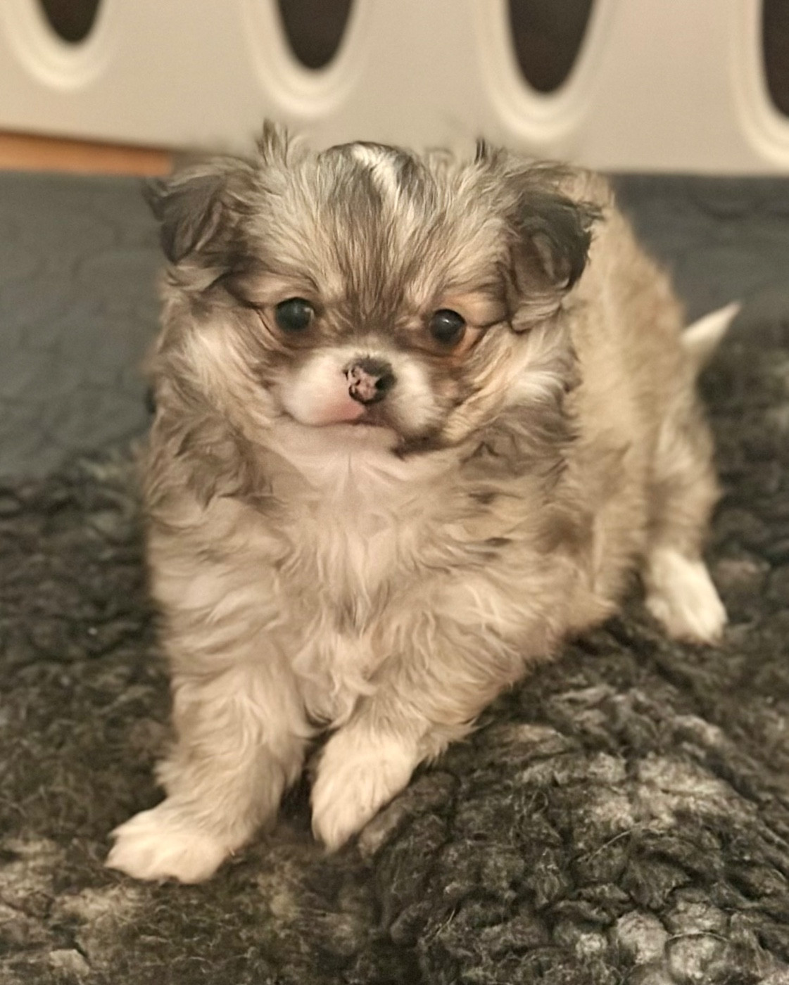 Des Anges d'Agapi - Chiots disponibles - Chihuahua