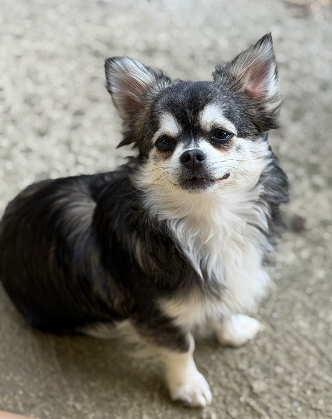 Des Anges d'Agapi - Chiots disponibles - Chihuahua
