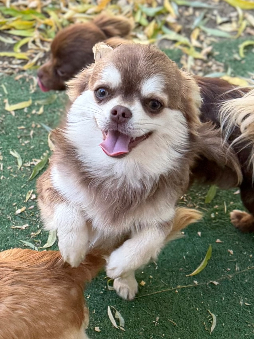 Des Anges d'Agapi - Chiots disponibles - Chihuahua