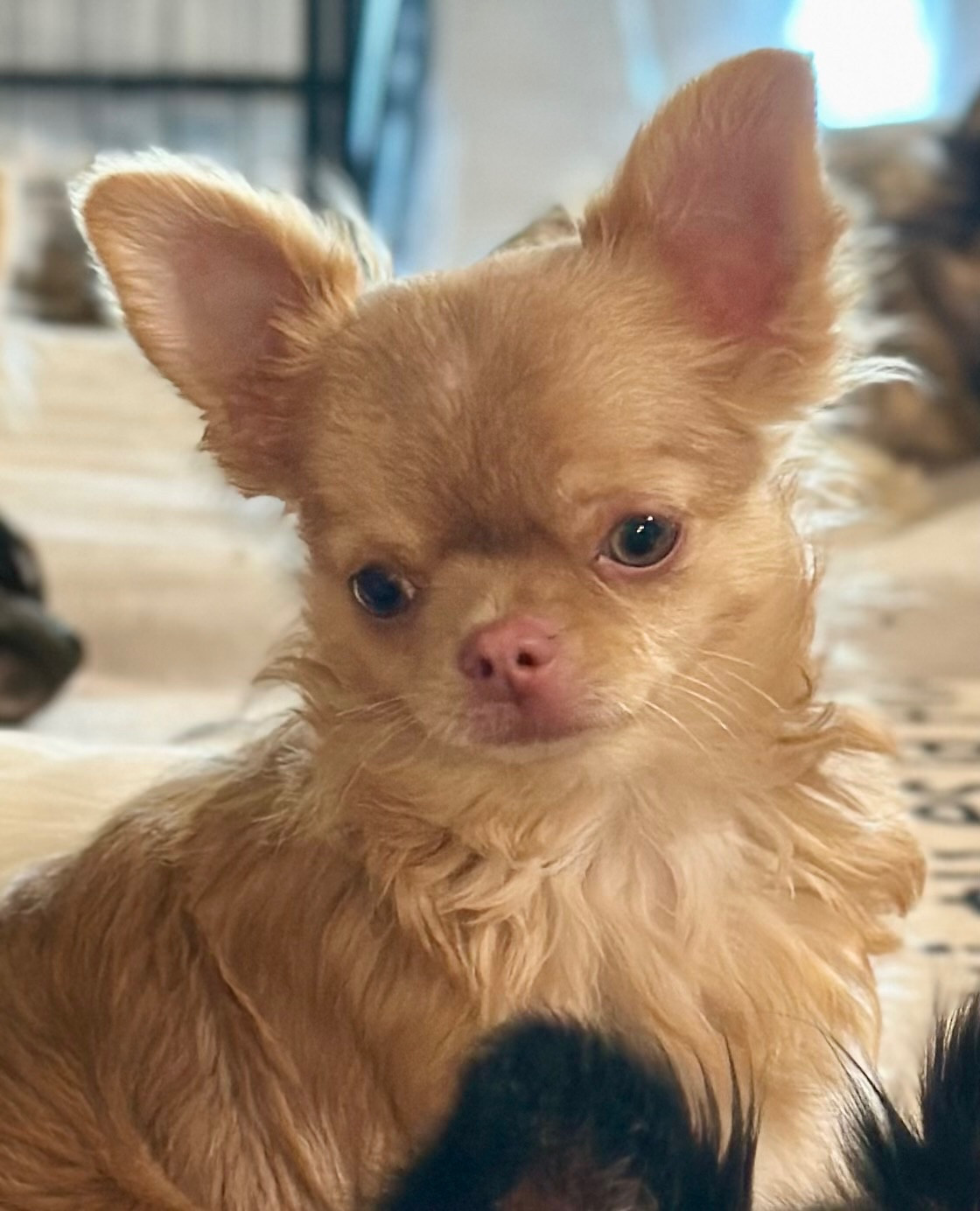 Des Anges d'Agapi - Chiots disponibles - Chihuahua
