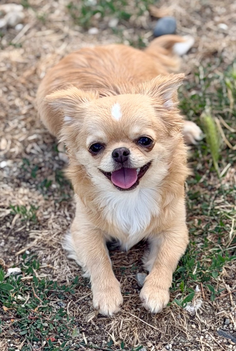 Des Anges d'Agapi - Chiots disponibles - Chihuahua