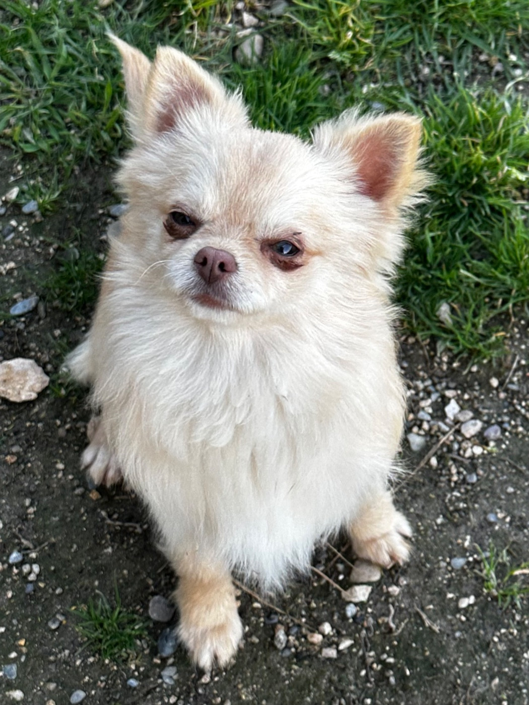 Des Anges d'Agapi - Chiots disponibles - Chihuahua