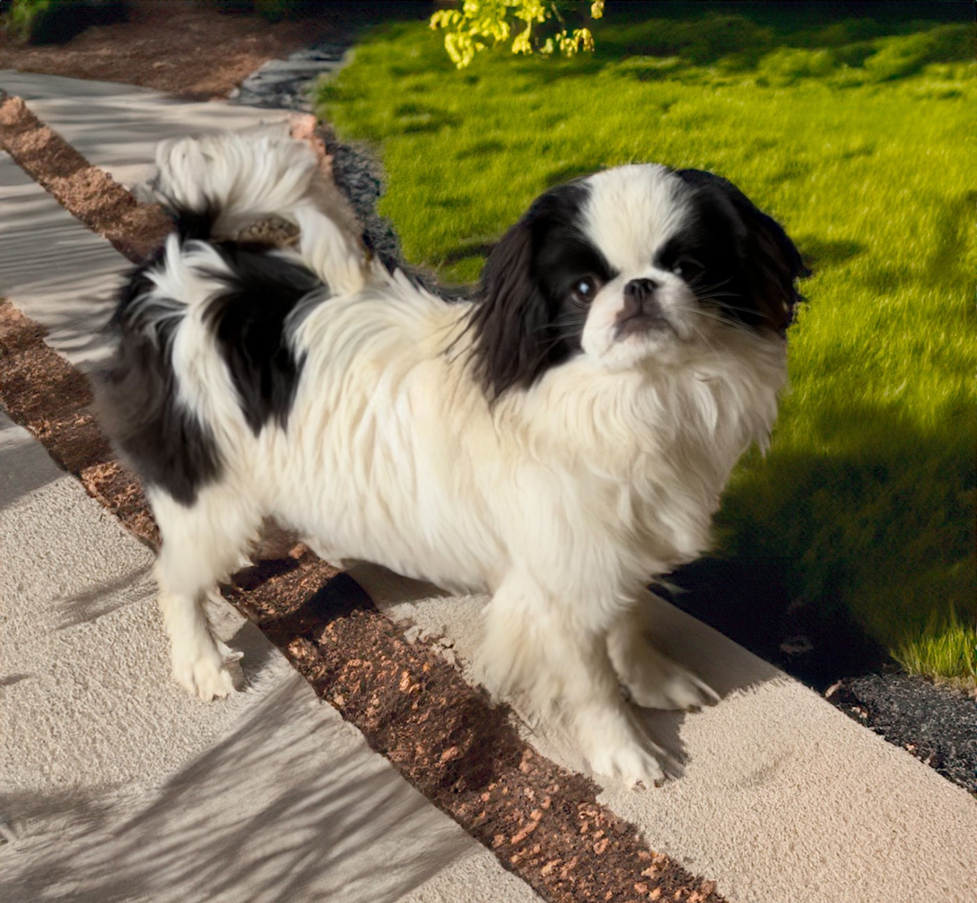 Des Anges d'Agapi - Chiots disponibles - Epagneul Japonais