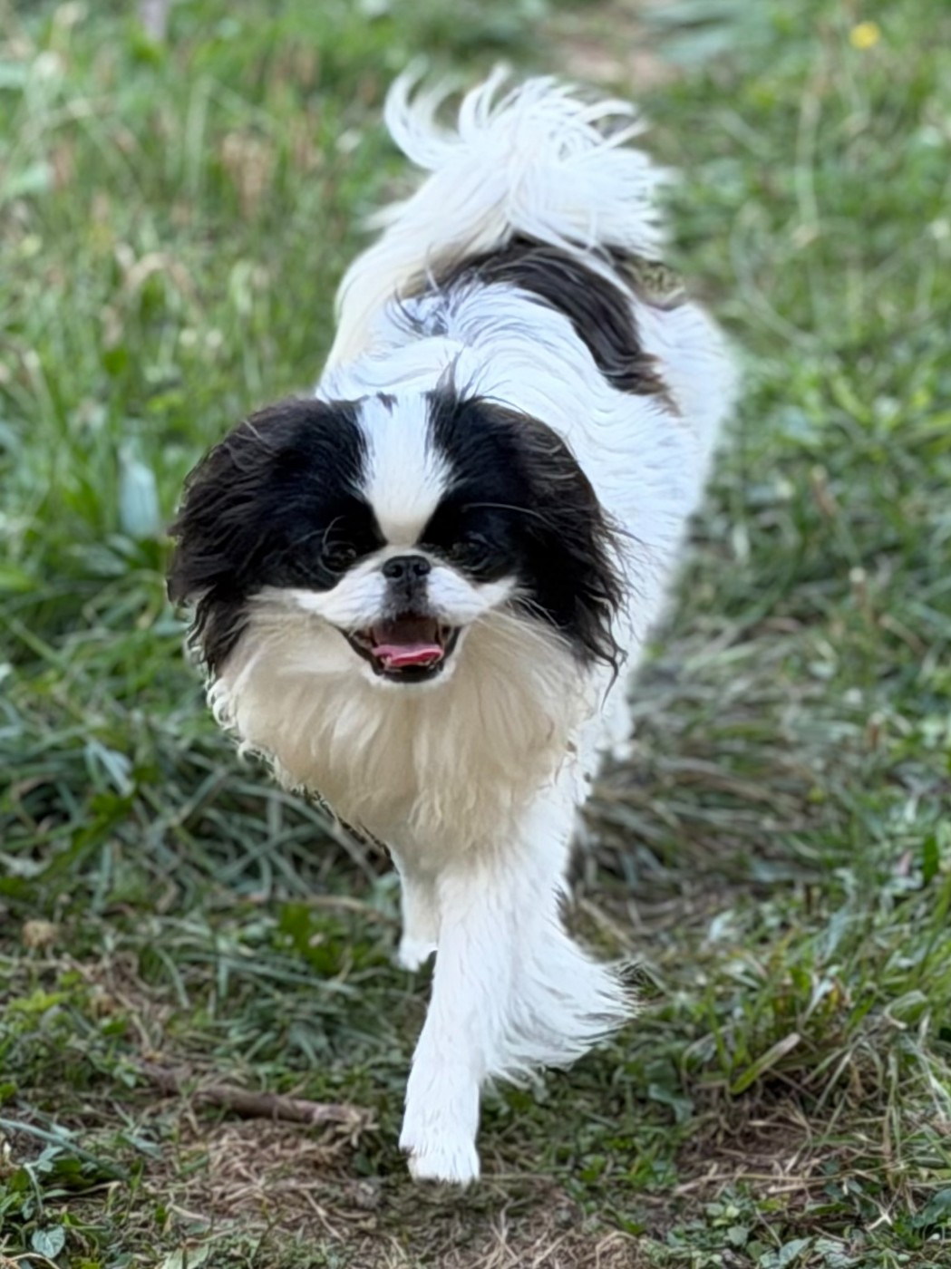 Des Anges d'Agapi - Chiots disponibles - Epagneul Japonais
